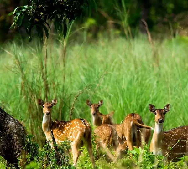 A group of deer attentively looking toward the camera in a natural forest setting in Nepal.