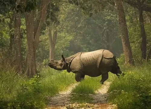 Chitwan National Park Jungle Safari