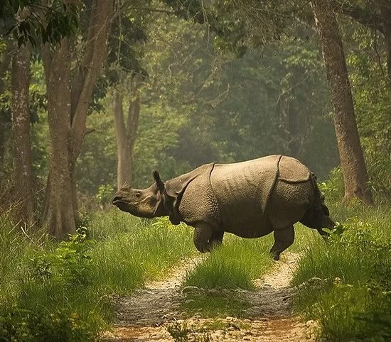 Into the Wild: My Unforgettable Journey Through Chitwan National Park