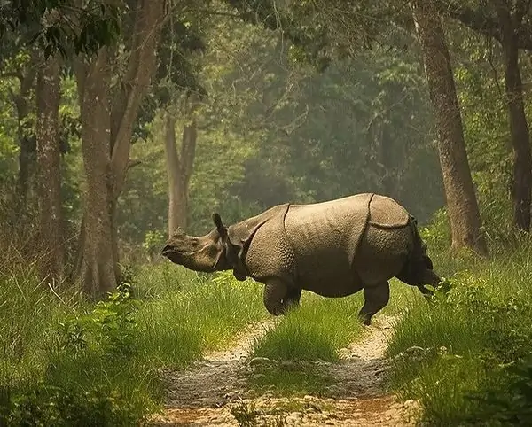 One-horned rhinoceros walking across a dirt road in Chitwan National Park, Nepal, surrounded by dense jungle foliage.