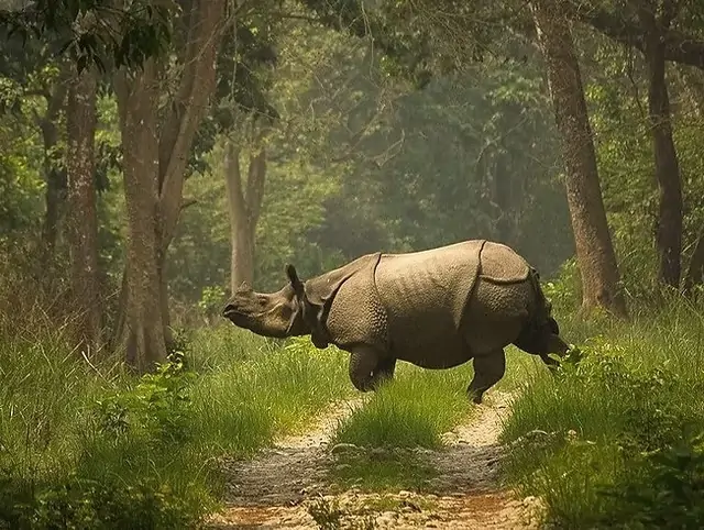 One-horned rhinoceros walking across a dirt road in Chitwan National Park, Nepal, surrounded by dense jungle foliage.