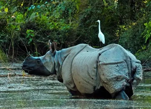 Bardiya Wildlife jungle safari with community Home-stay