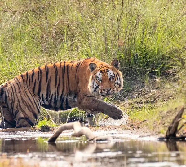 Bengal tiger prowling through the natural habitat of Bardiya National Park, Nepal, showcasing its powerful and stealthy presence.