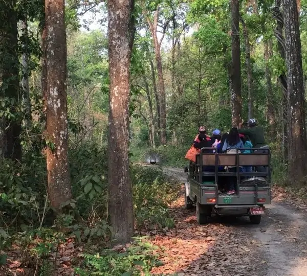 Jeep safari vehicle stopped on a dirt road as a vibrant peacock crosses the trail in Chitwan National Park, Nepal.
