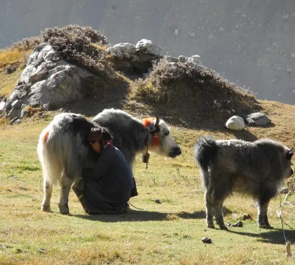 A sturdy Himalayan yak with thick fur standing on a mountain trail in Nepal.