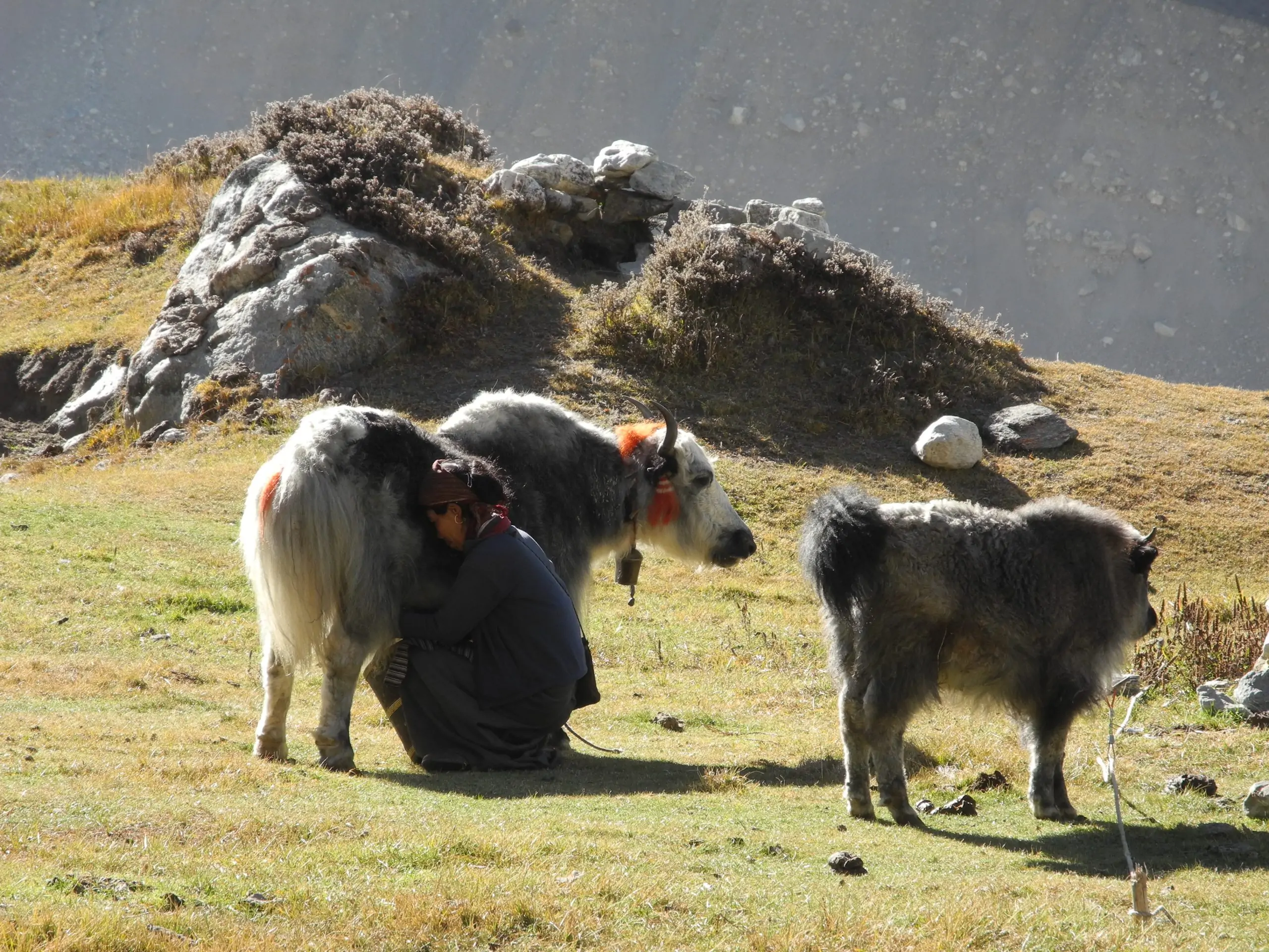 A sturdy Himalayan yak with thick fur standing on a mountain trail in Nepal.