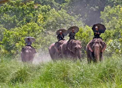 Guide to Jungle Safaris in Nepal: Rules and Tips for a Safe Travel