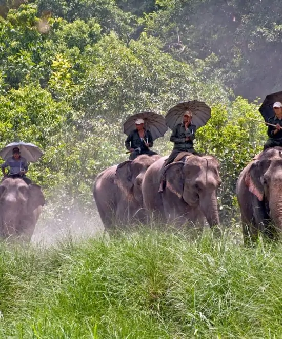 Guide to Jungle Safaris in Nepal: Rules and Tips for a Safe Travel