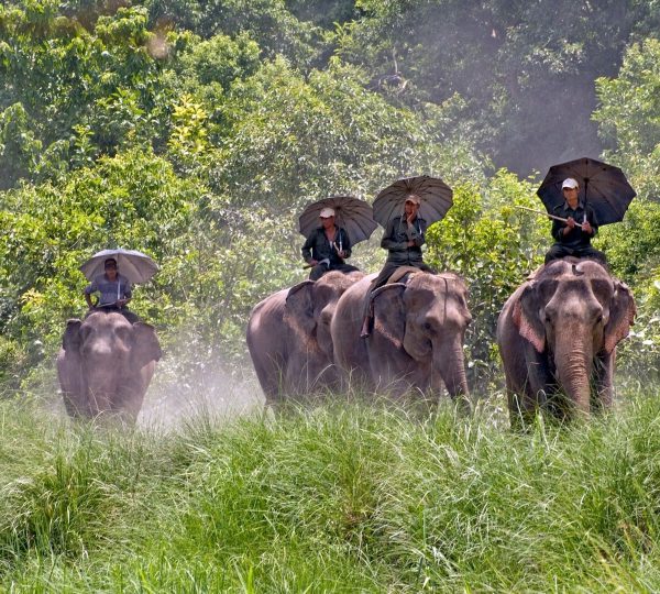 People enjoying an elephant safari through the dense jungle of Bardiya National Park, Nepal, spotting wildlife in their natural habitat.