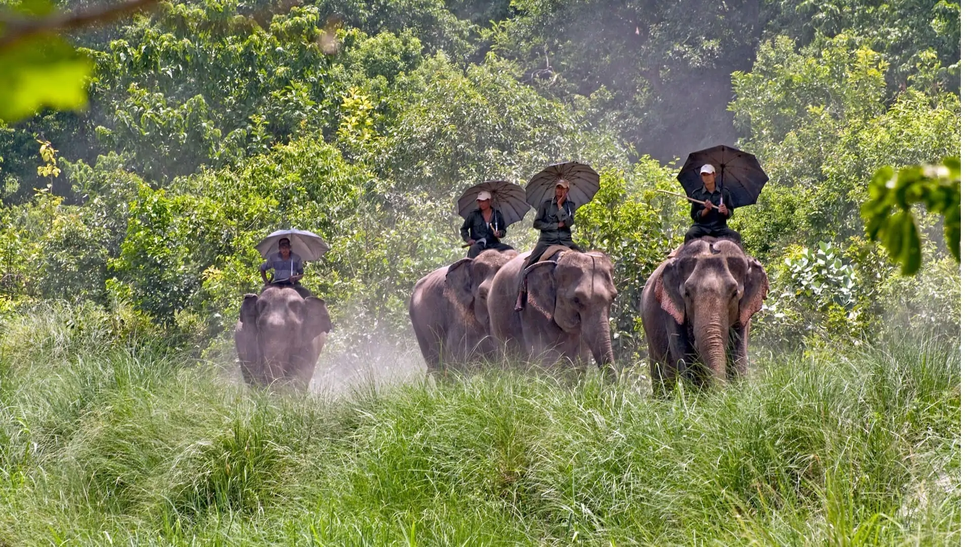 People enjoying an elephant safari through the dense jungle of Bardiya National Park, Nepal, spotting wildlife in their natural habitat.