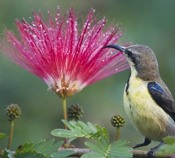 Colorful bird perched in front of a flower in Bardiya National Park